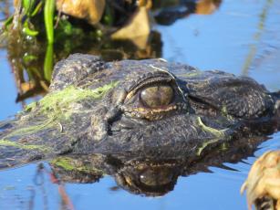 The Florida Fish and Wildlife Conservation Commission directed staff to raise the earnings for alligator trappers in the Statewide Nuisance Alligator Program at its February meeting. File photo