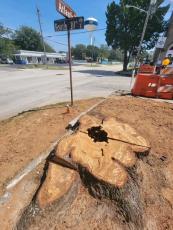 The hole at the base of the live oak removed on Atlantic Avenue was evidence of heart rot, fungus and parasites, which impacted the structural integrity of the tree, making it top heavy and prone to falling, city officials said. Submitted photo