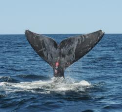 North Atlantic right whale (#4510) with evidence of sublethal entanglement injuries along tail fluke. Photo courtesy NOAA