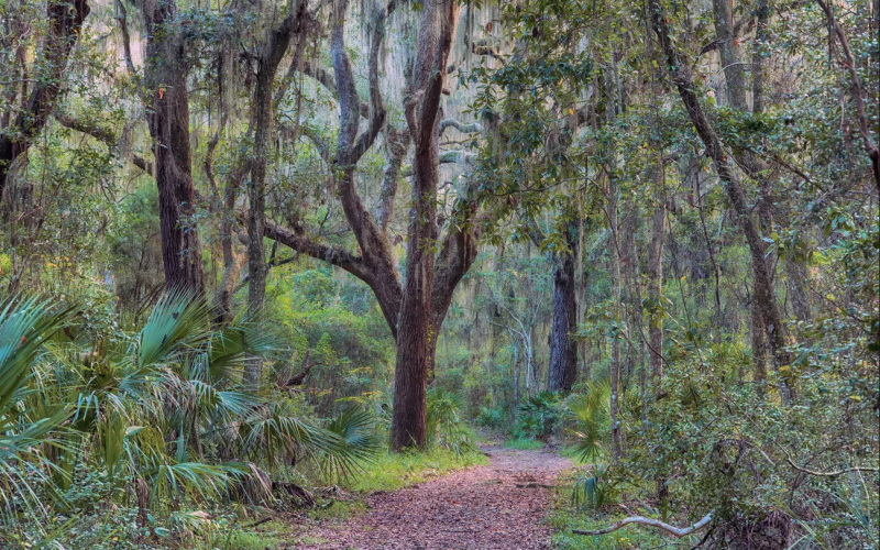 Martime hammock is what Amelia Island would look like completely undeveloped. Submitted photo