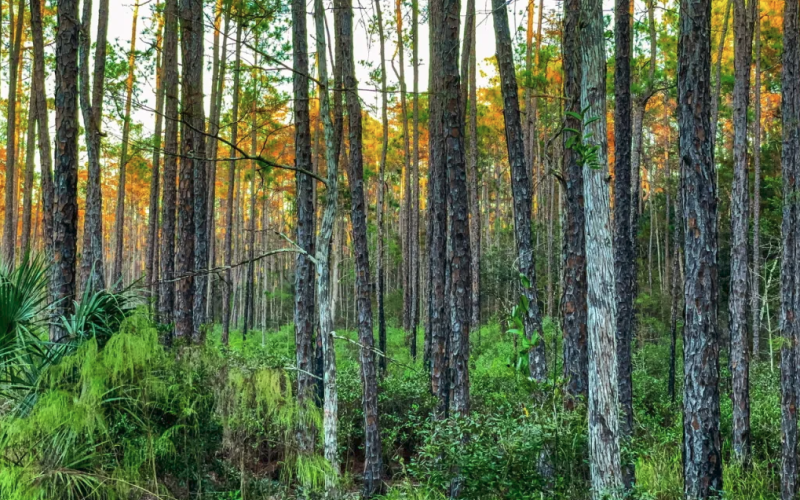 Pine flatwoods encompass roughly half of Florida’s natural land area. Submitted photo