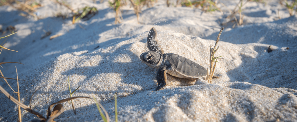 The turtle nesting season on Amelia Island takes place annually from May to October. Amelia Island is a popular nesting site for several species of sea turtles, including the Loggerhead, Green and Leatherback turtles. Submitted photo